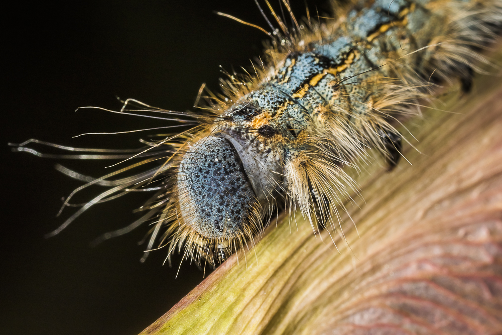 Insects in my backyard