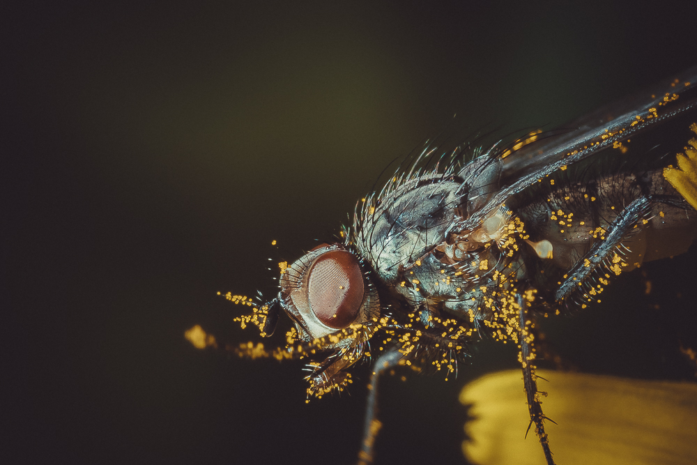 Insects in my backyard