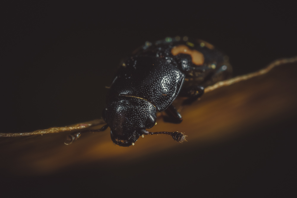 Insects in my backyard