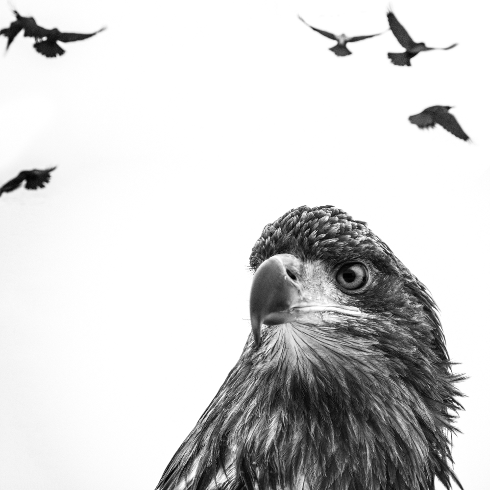 White Tailed Eagle 