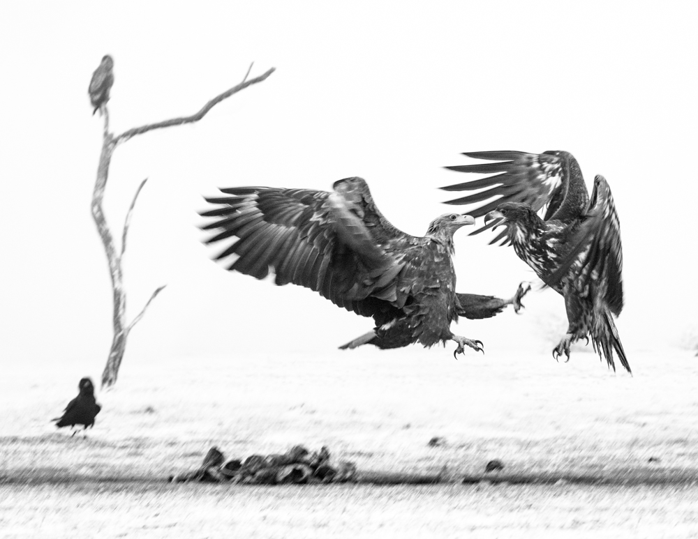 White Tailed Eagle 