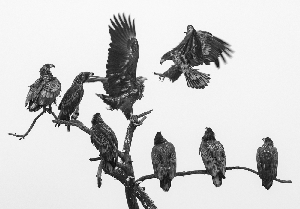 White Tailed Eagle 