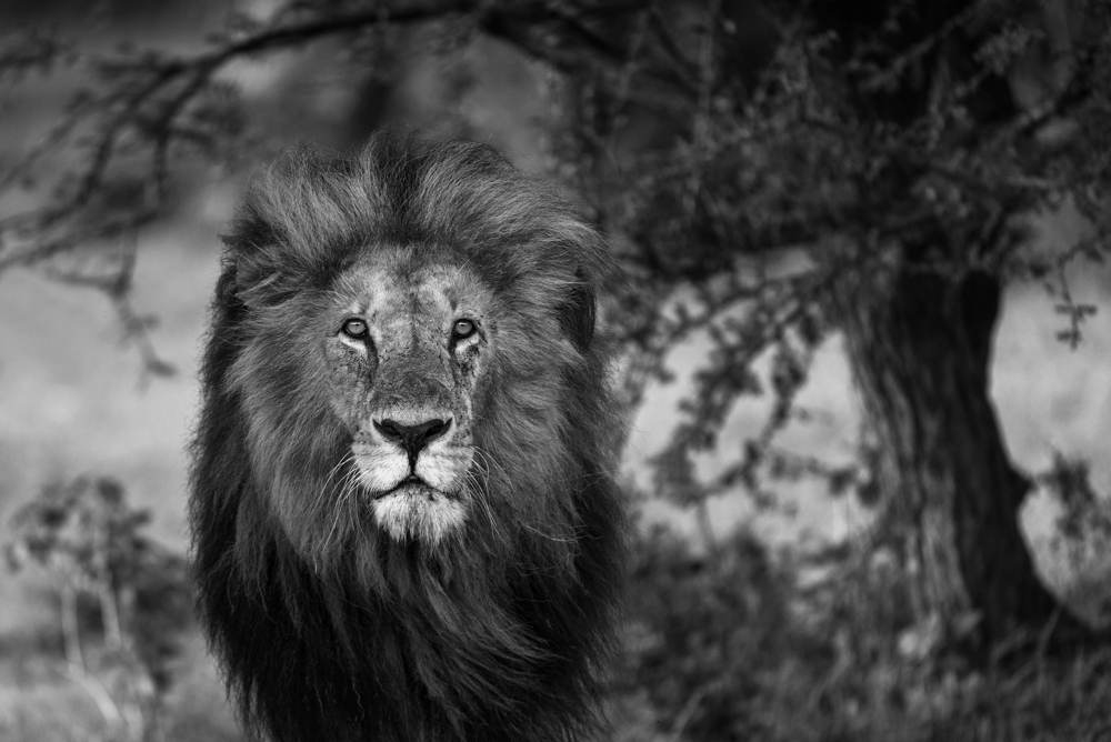 Pride 