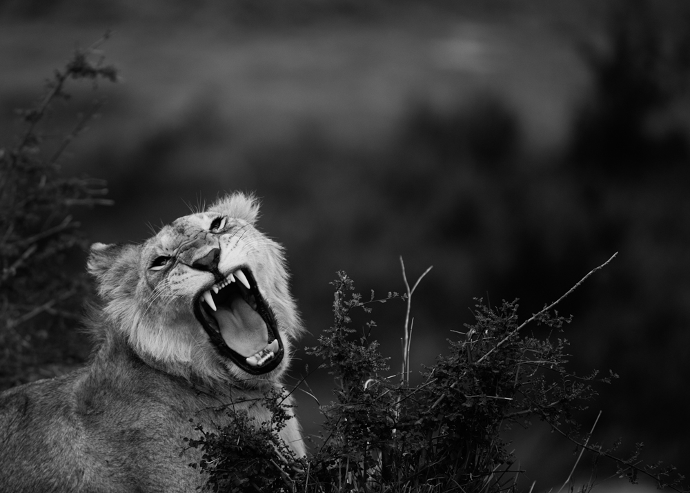 Pride 