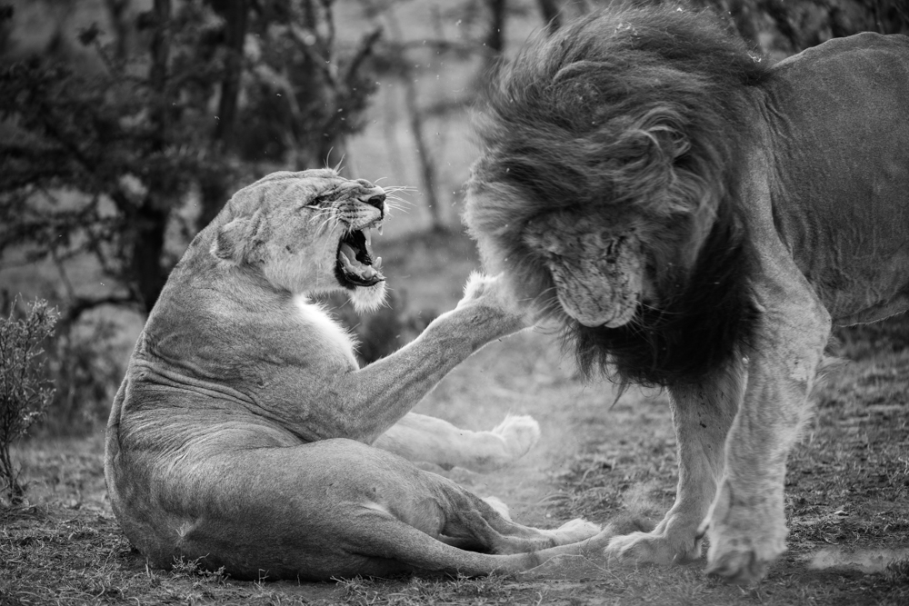 Pride 