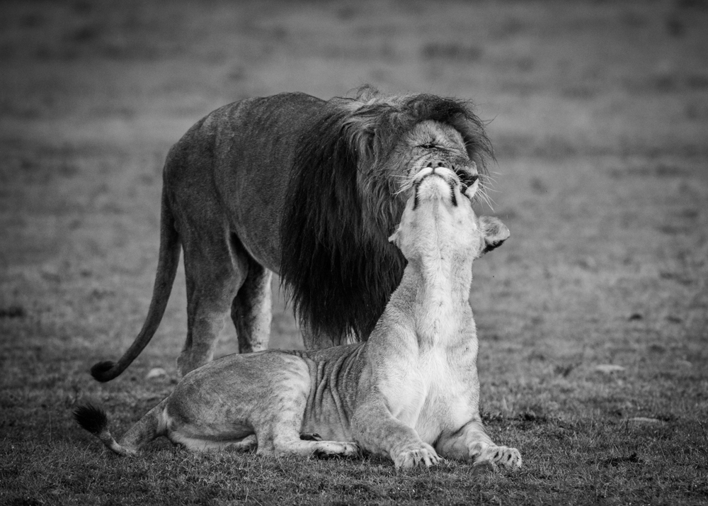 Pride 