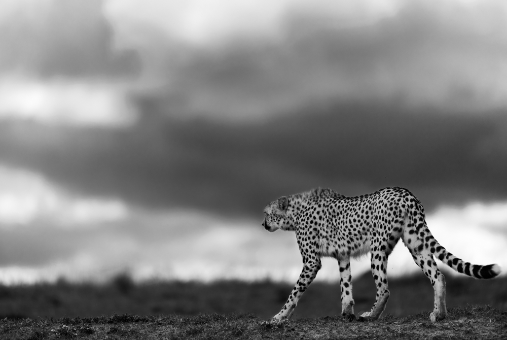 Walking Proudly 