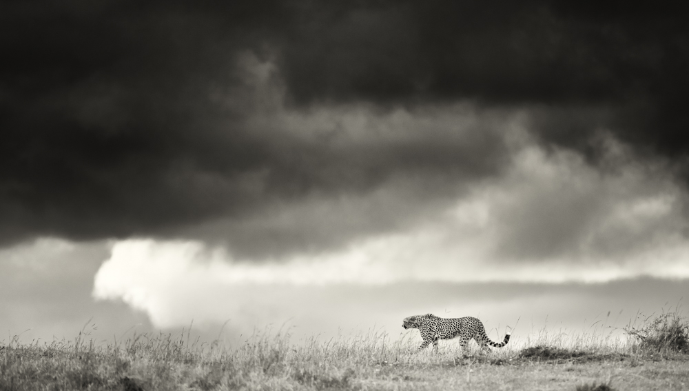 Walking Proudly 
