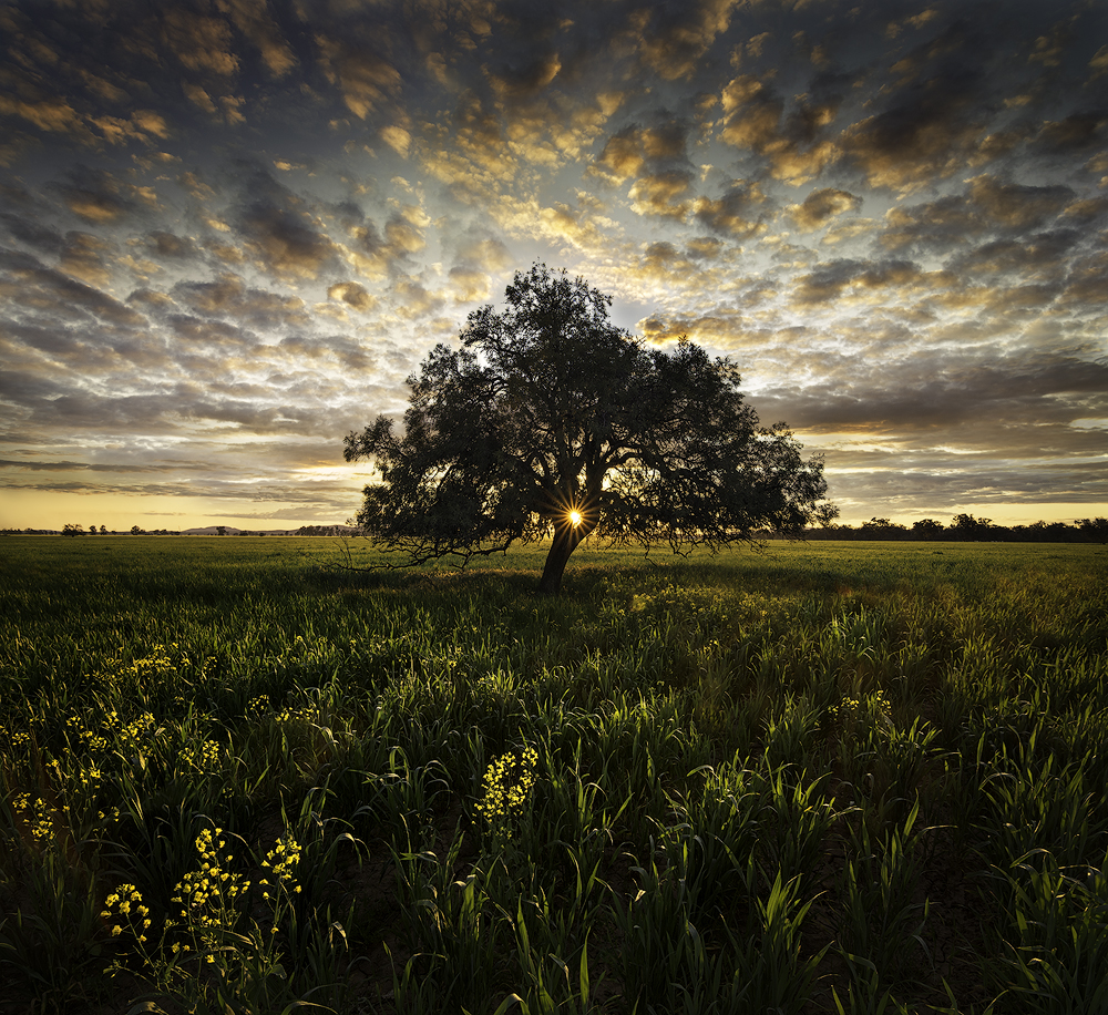 Nature