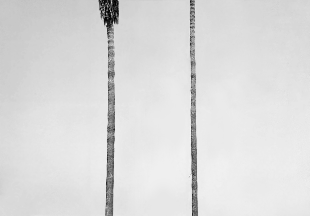 Palm trees
