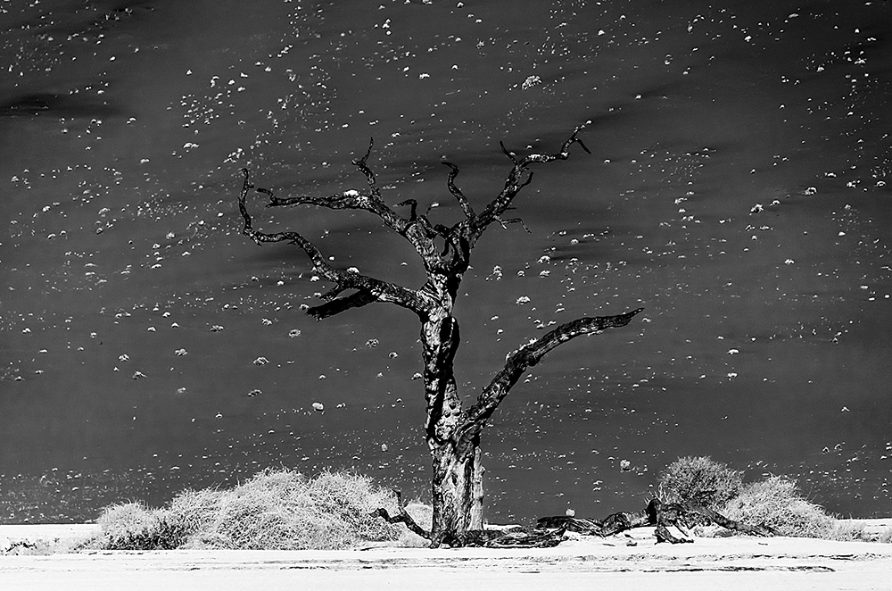 The tree