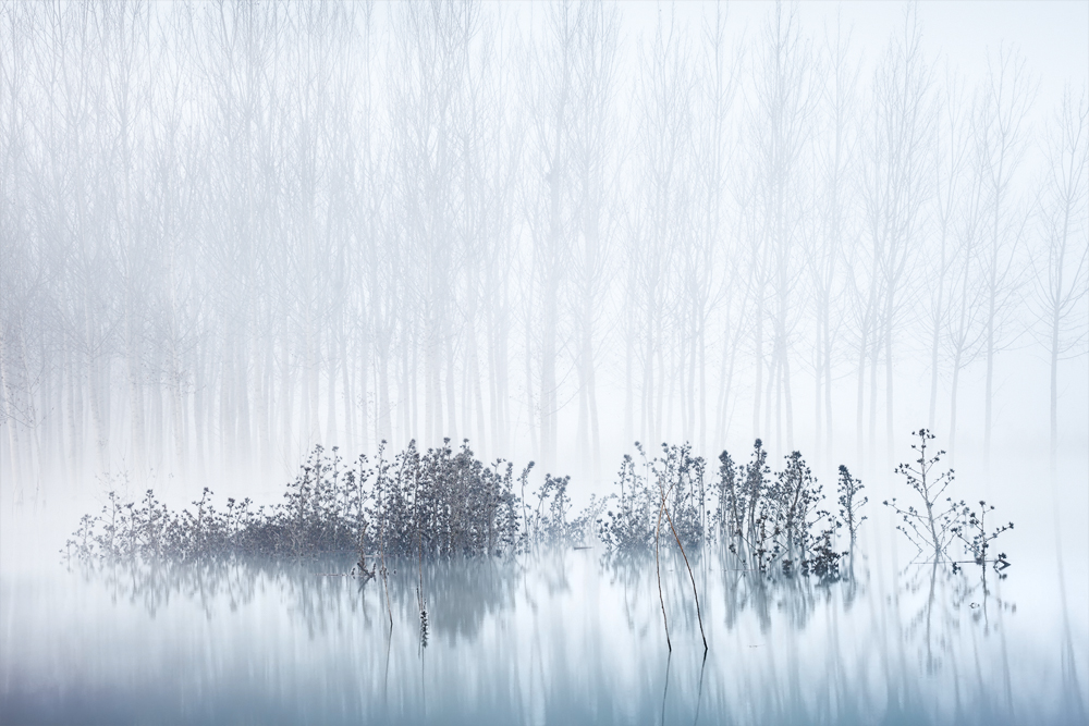 Cold & Foggy Morning in the Swamp