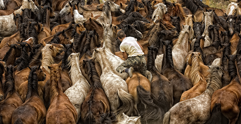 Wild Horses