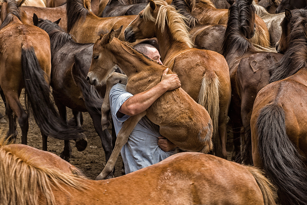 Wild Horses
