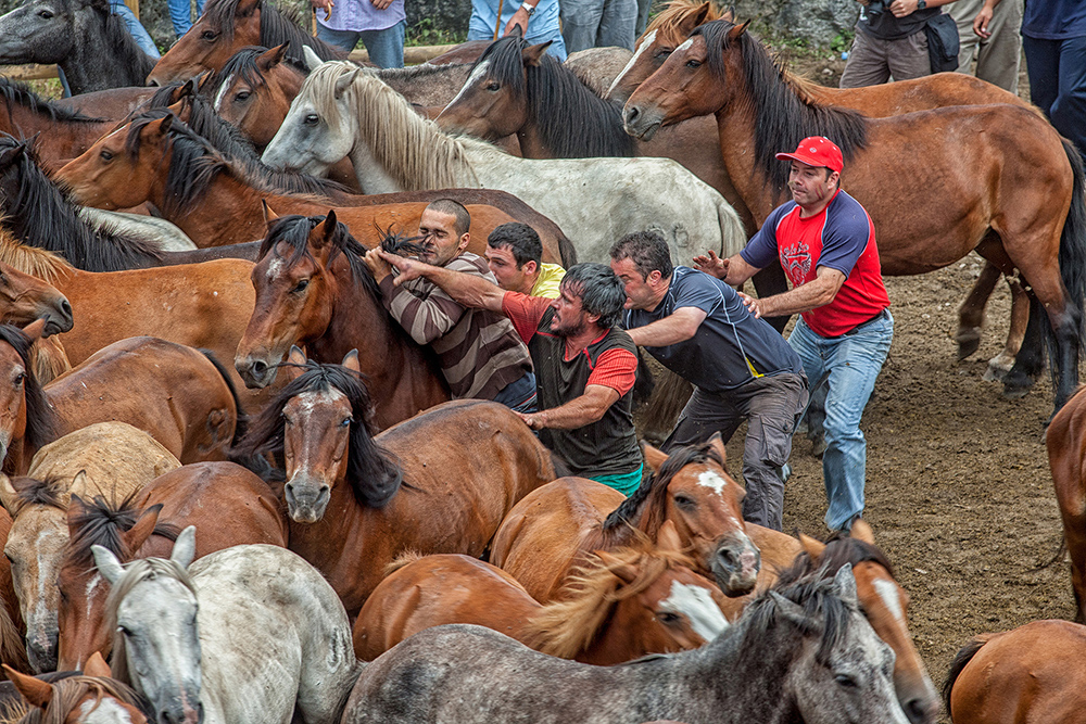 Wild Horses