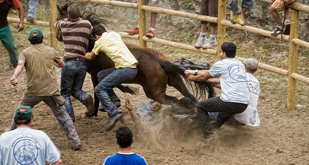Wild Horses