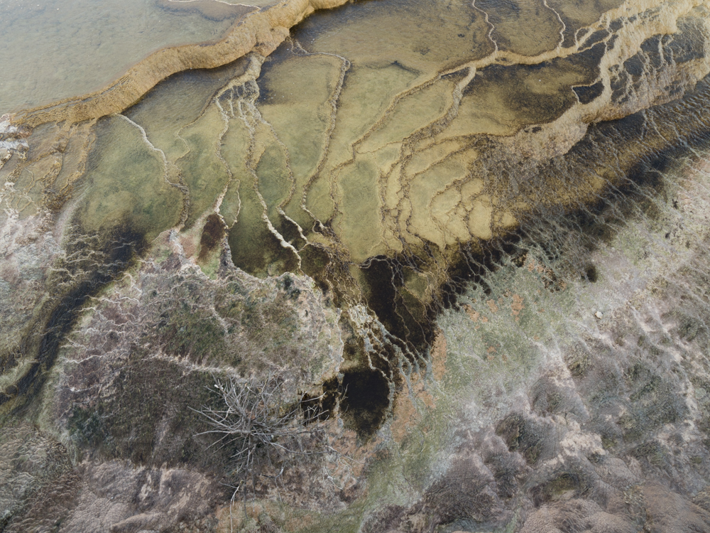 Microbial Growth