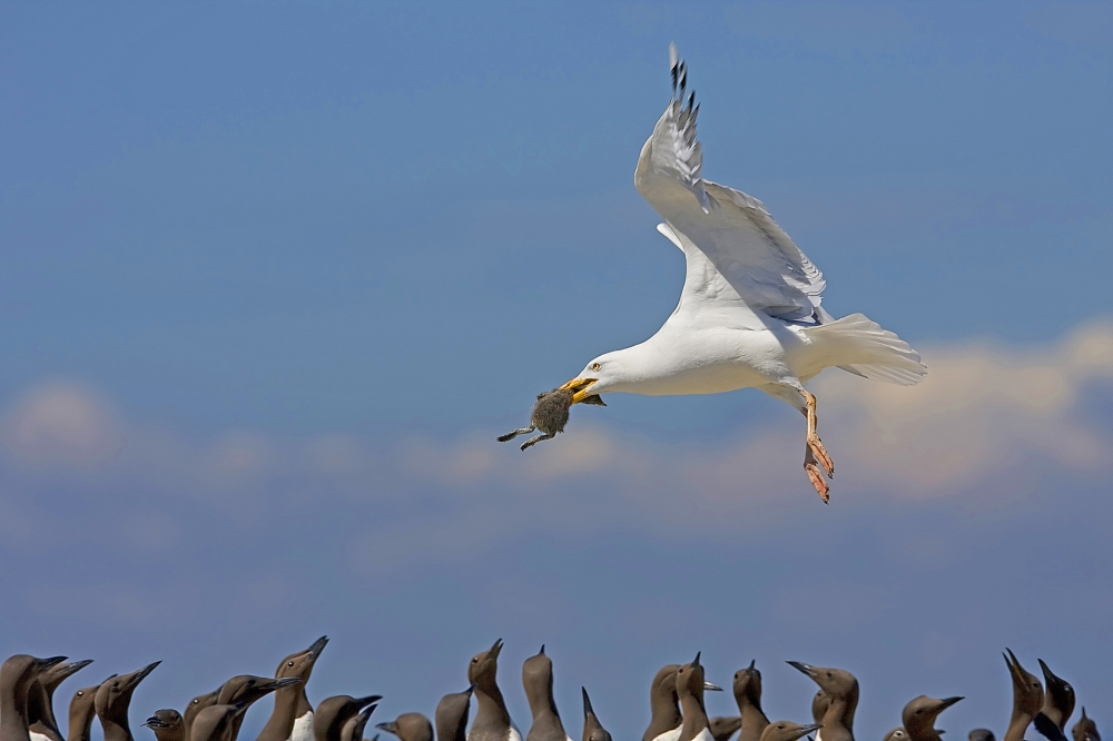 Herring Gull with Guillemot chick