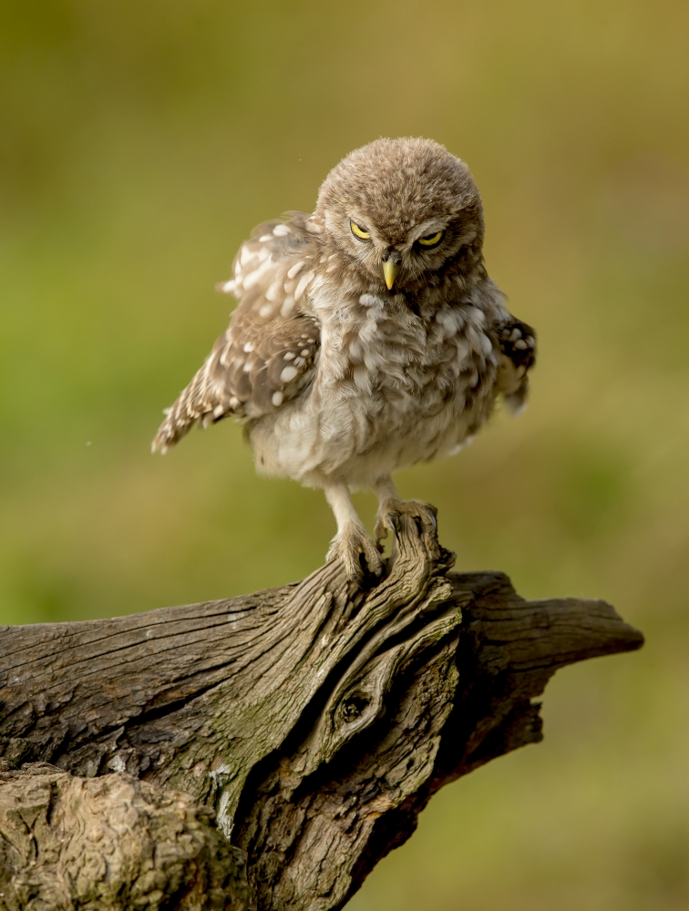 Little Owl