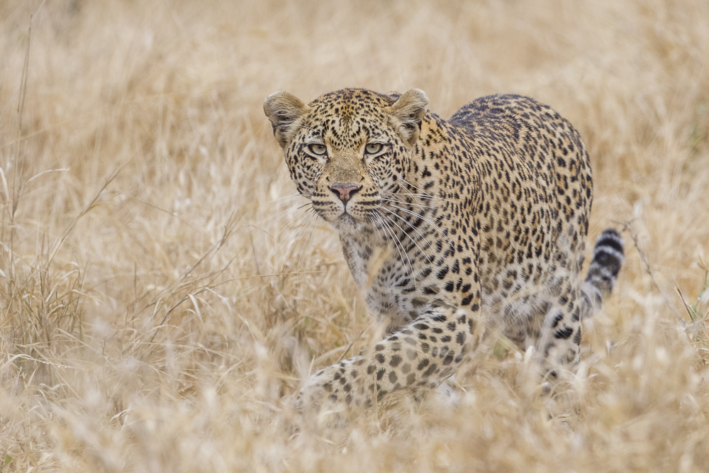 The life of leopards