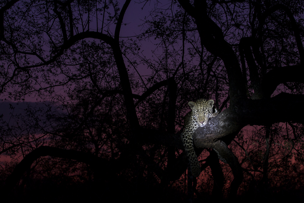 The life of leopards
