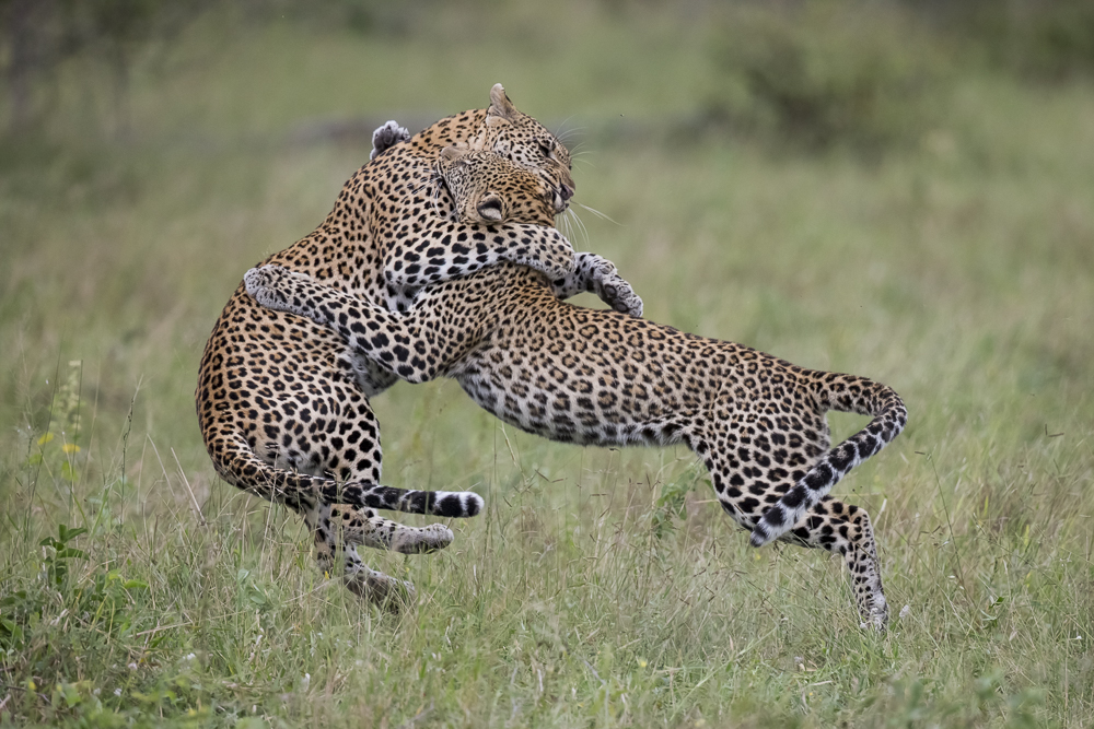 The life of leopards