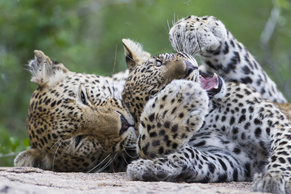 The life of leopards