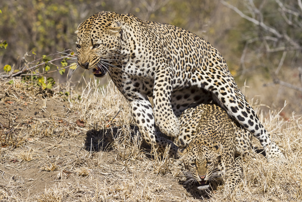 The life of leopards