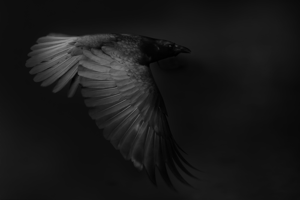 Crow in the dark