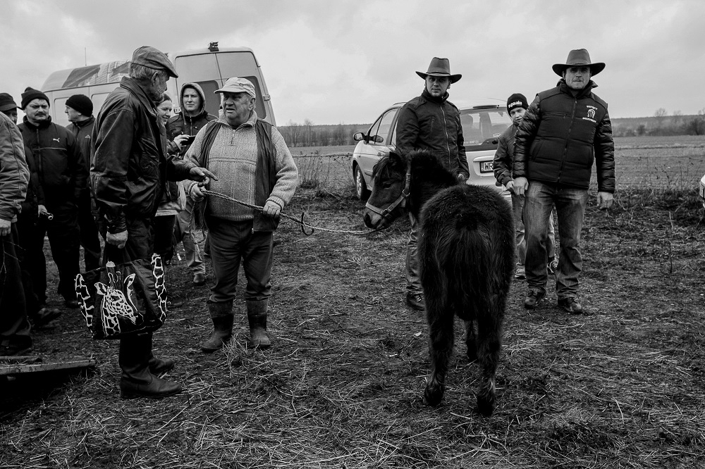  Horse market in Staryszew 