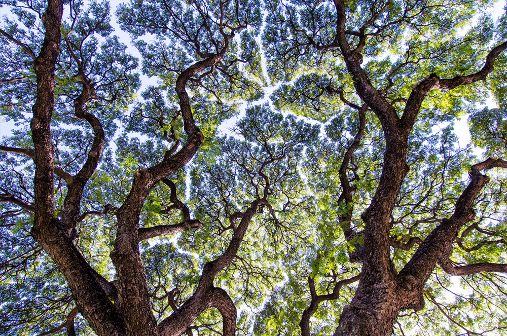 Fractals