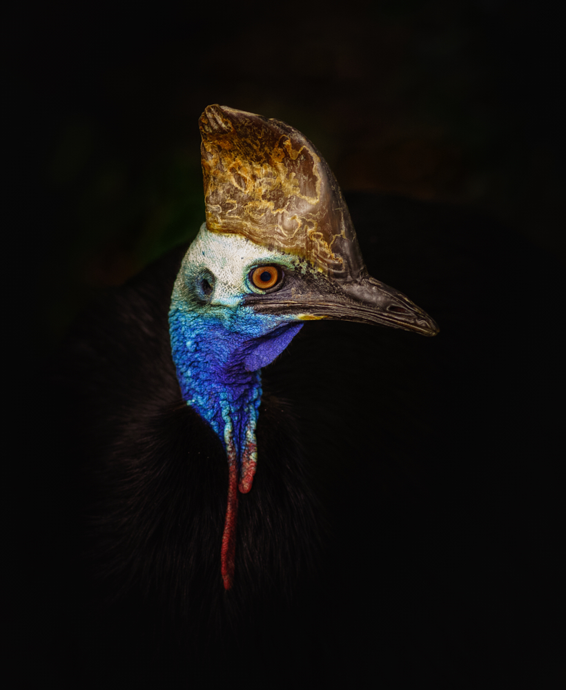 Cassowary