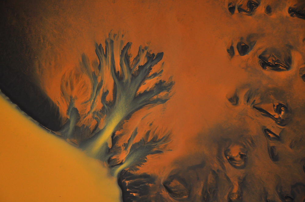 Tree of Life