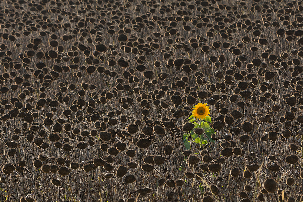 Sign of Life