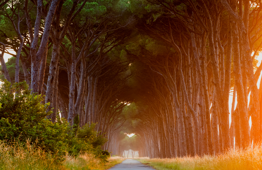 The paths of Tuscany