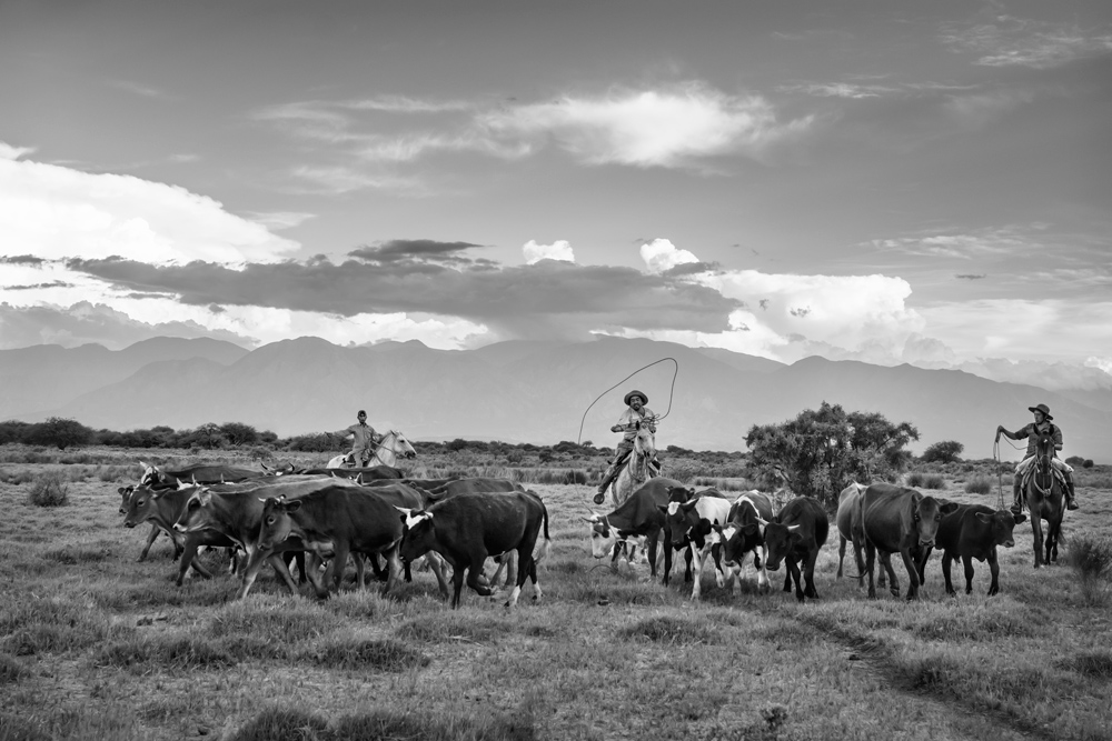 Gaucho Calchaquí - Pialada