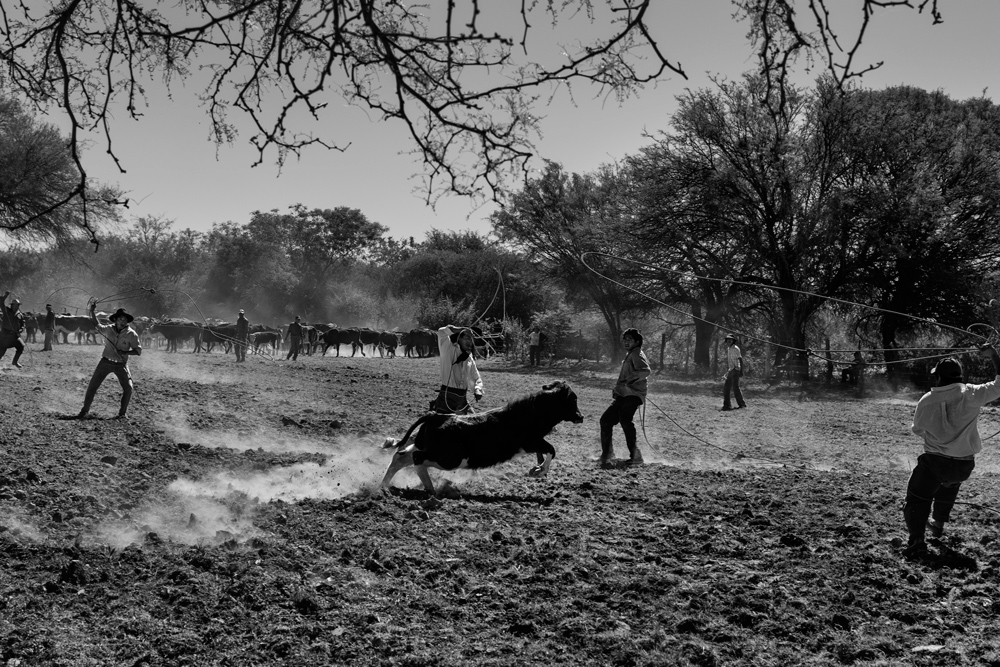 Gaucho Calchaquí - Pialada