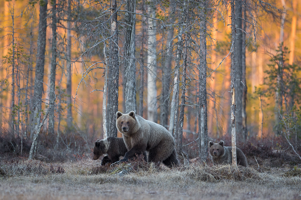 Brown Bear Family