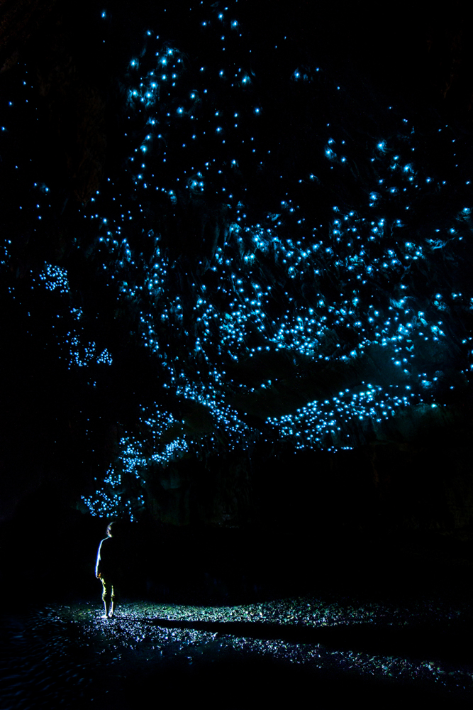 The Glowing Tree