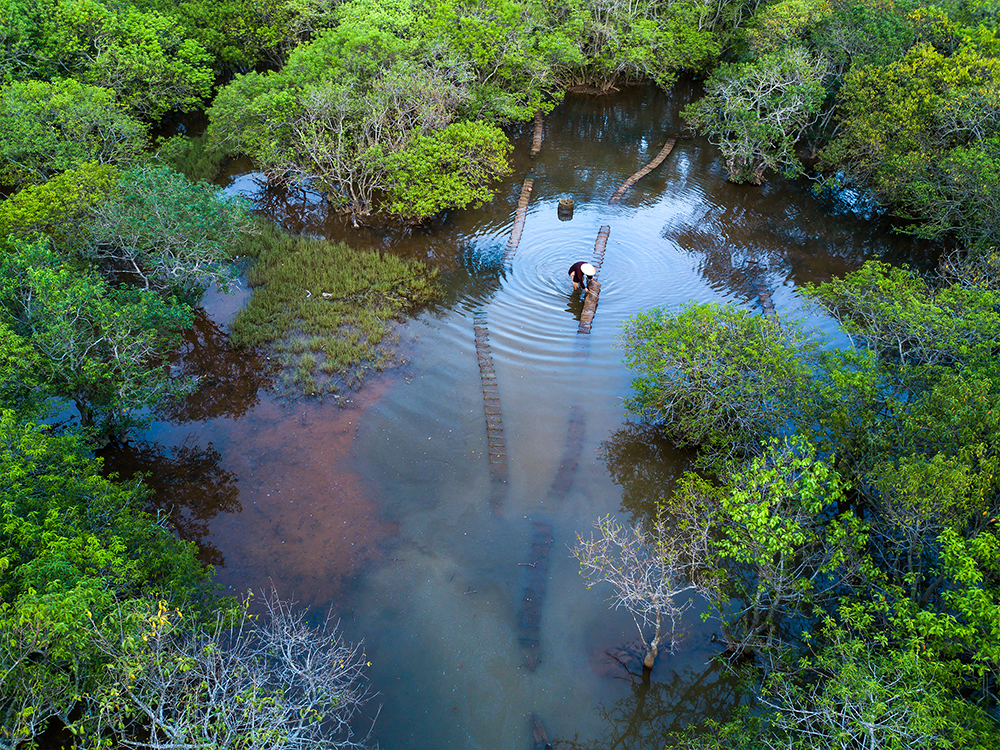 Ru Cha mangroves