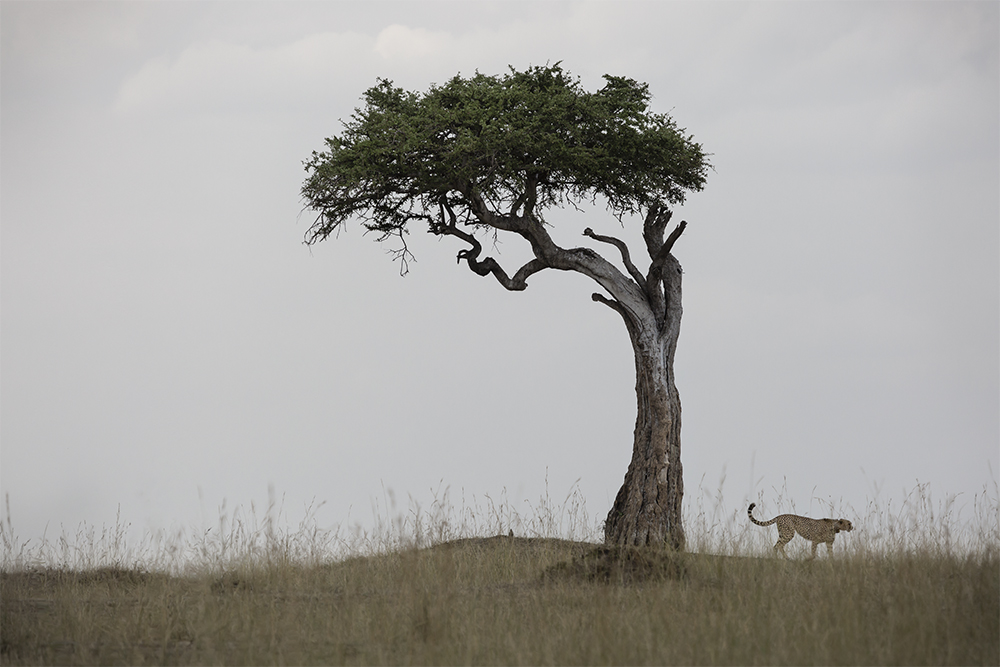 Lonely Tree