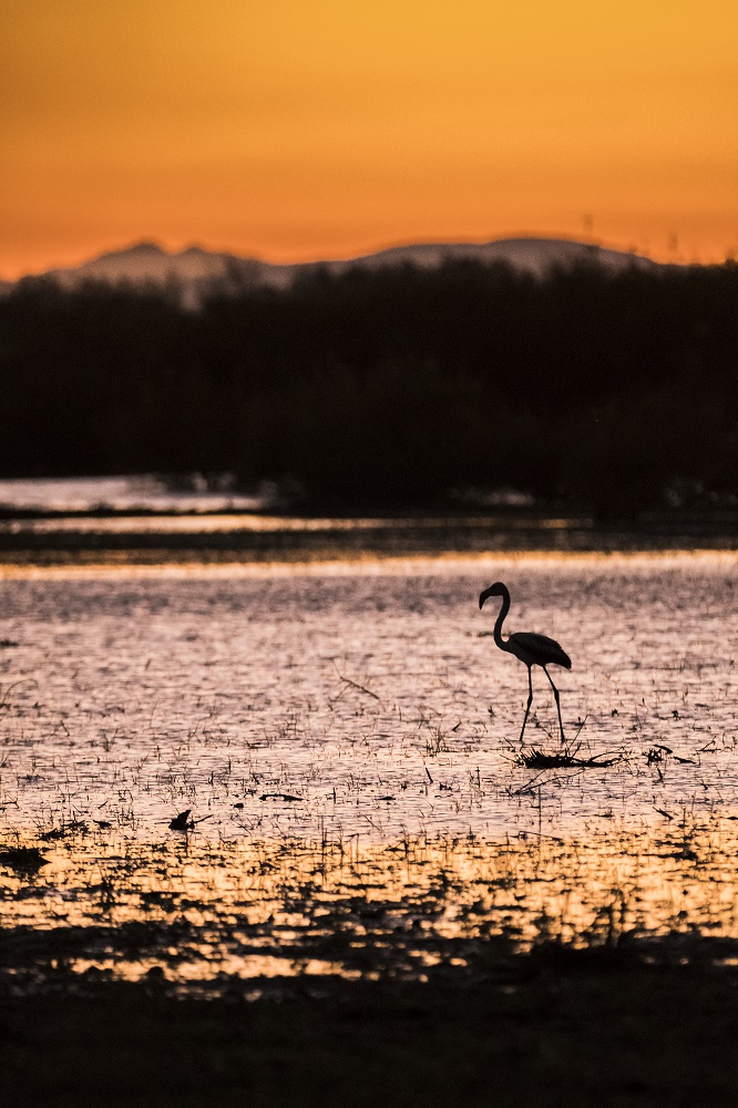 Black pink flamingo between Camargue & Mountains