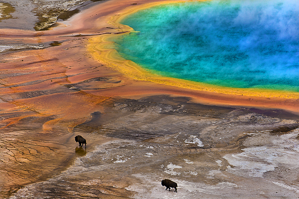 Bisons on Grand Prismatic Spring (USA)