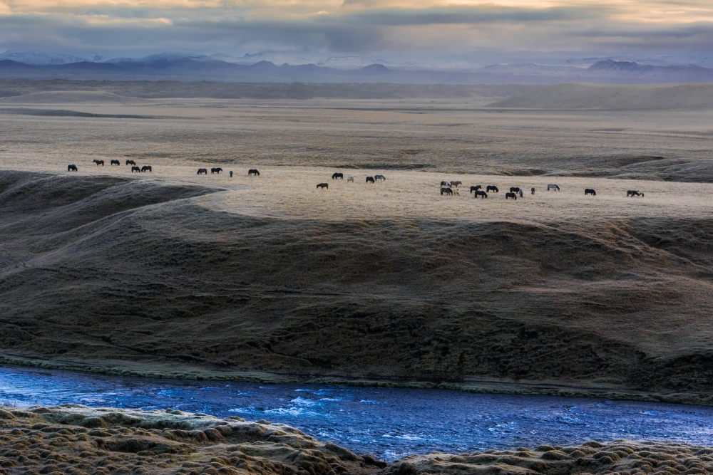 Stallions of the cimarron