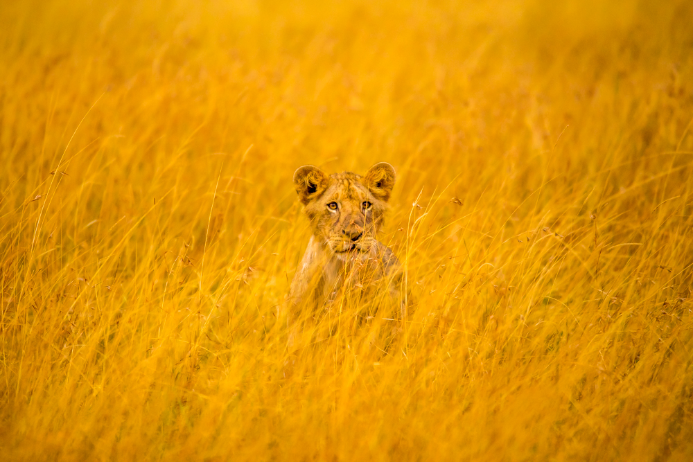 Hide and Seek