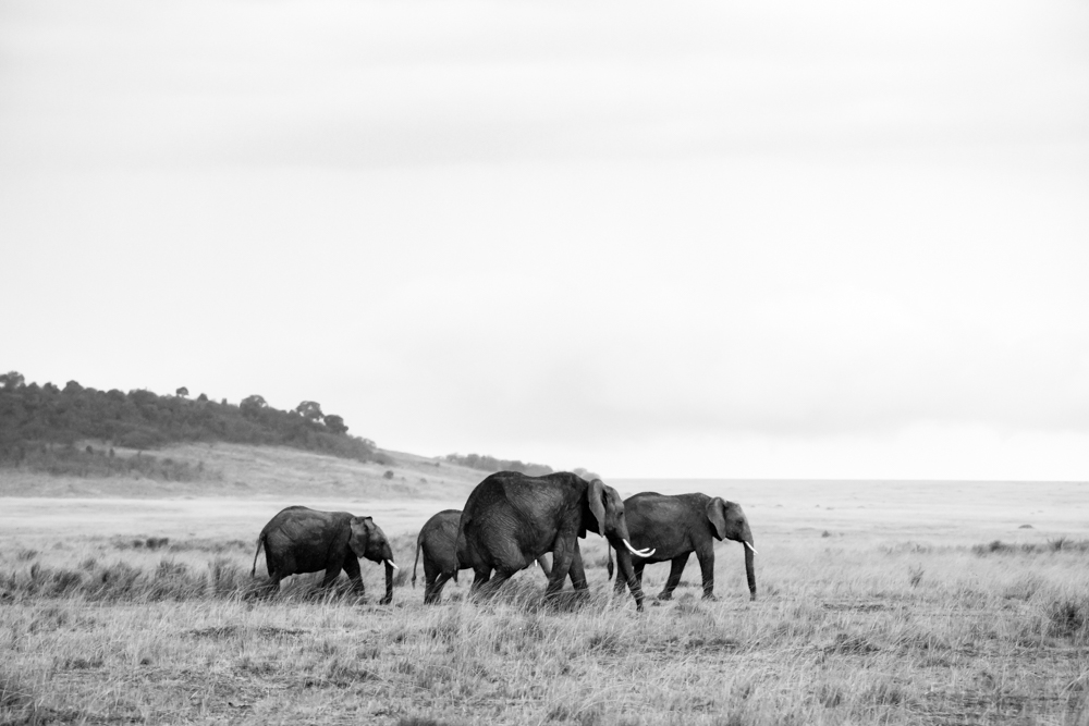 Family Stroll