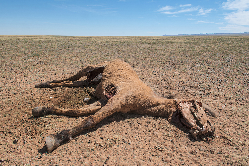 Living in the Gobi
