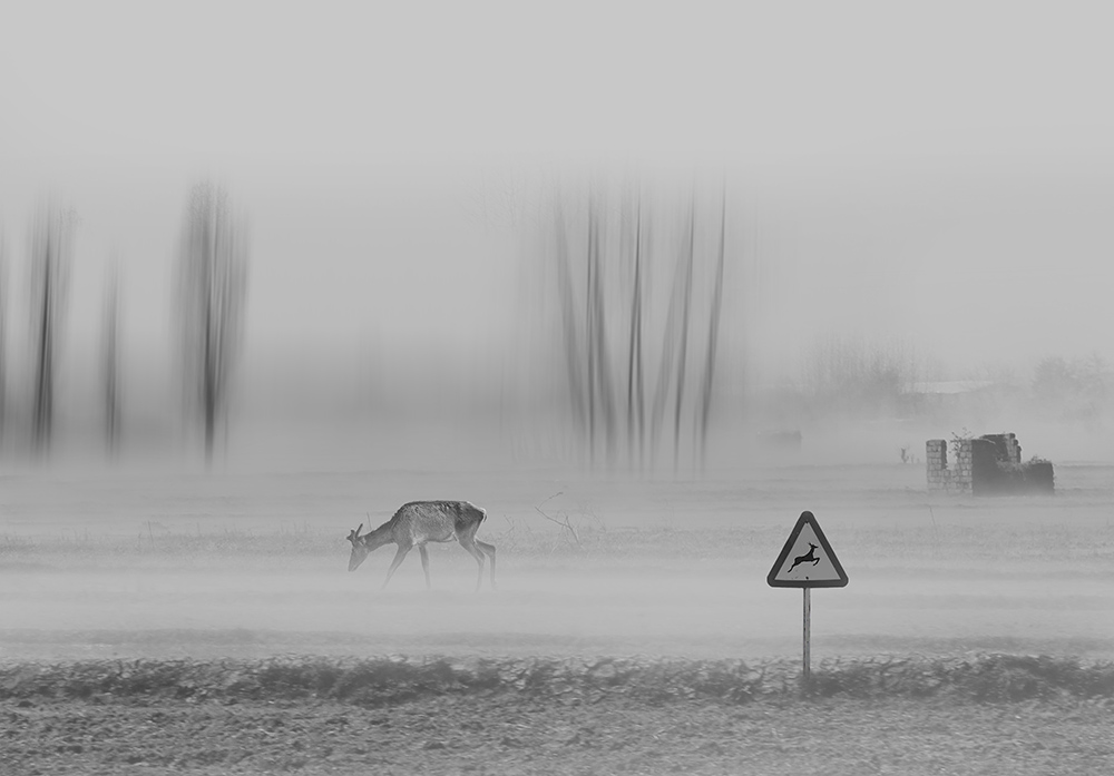 Animal world