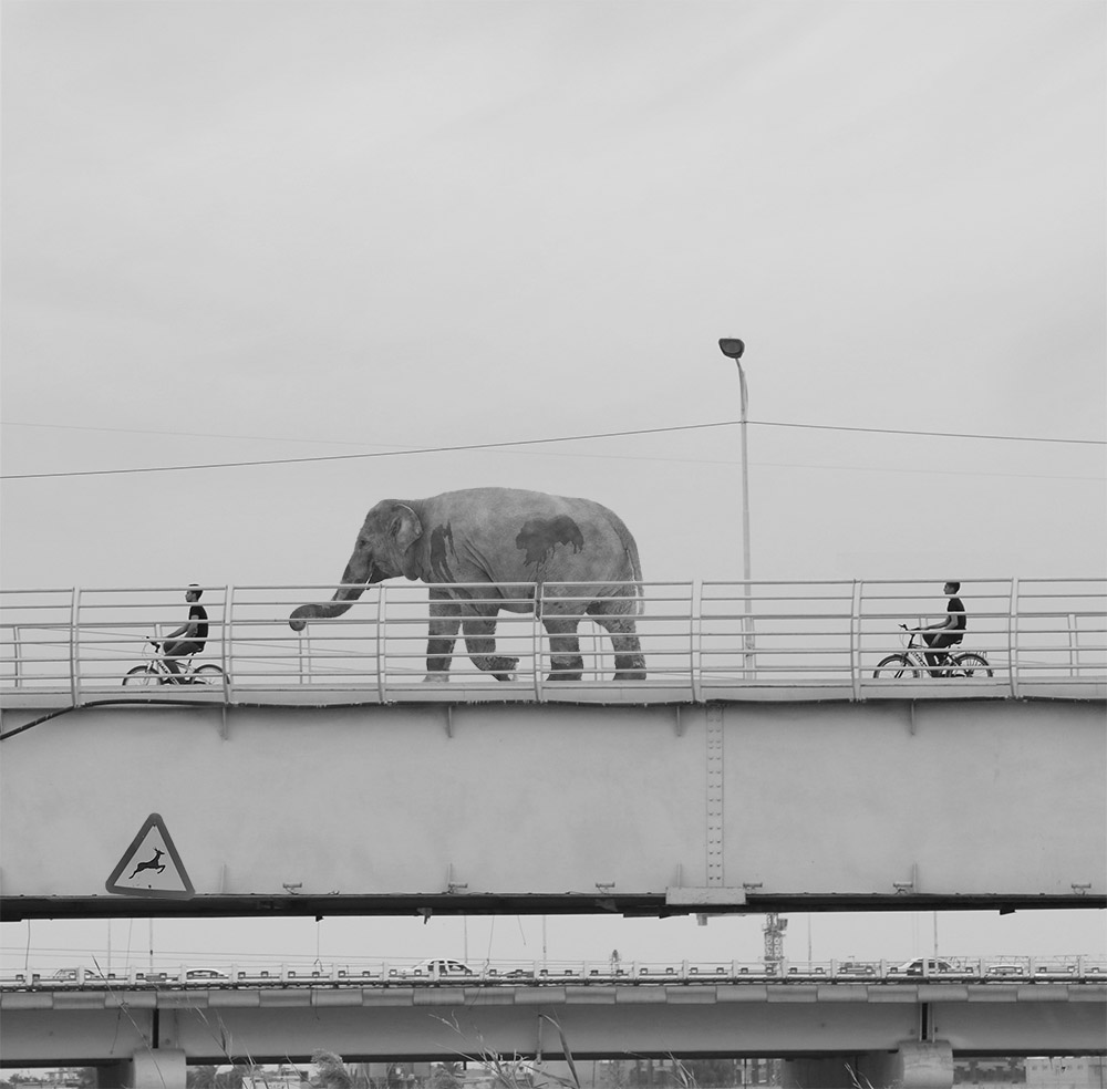 Animal world