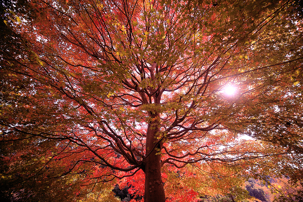 Vigorous tree